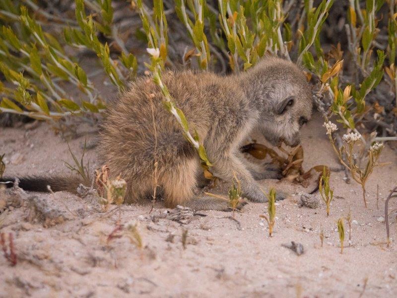 Meerkat with scorpion kill