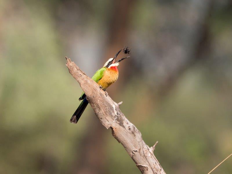 white-fronted bee-eater