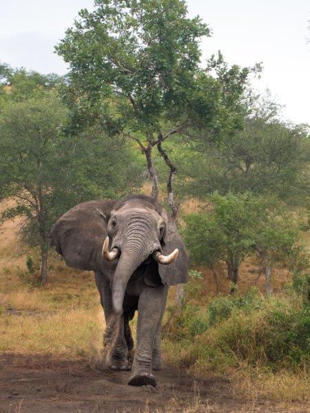 Angry Makuleke Elephant