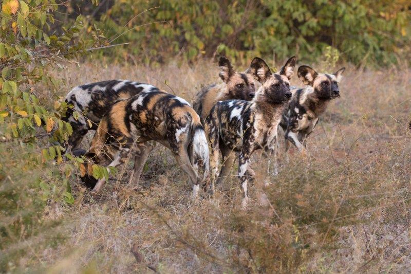 Wild Dogs at Madikwe