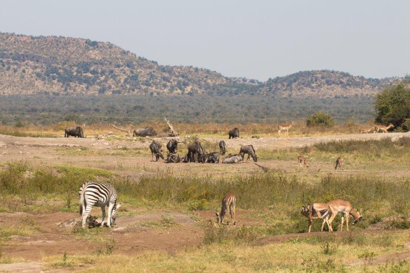 Madikwe Game Reserve