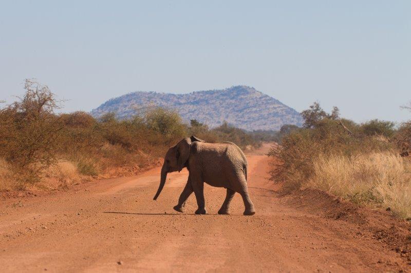 Elephant Madikwe