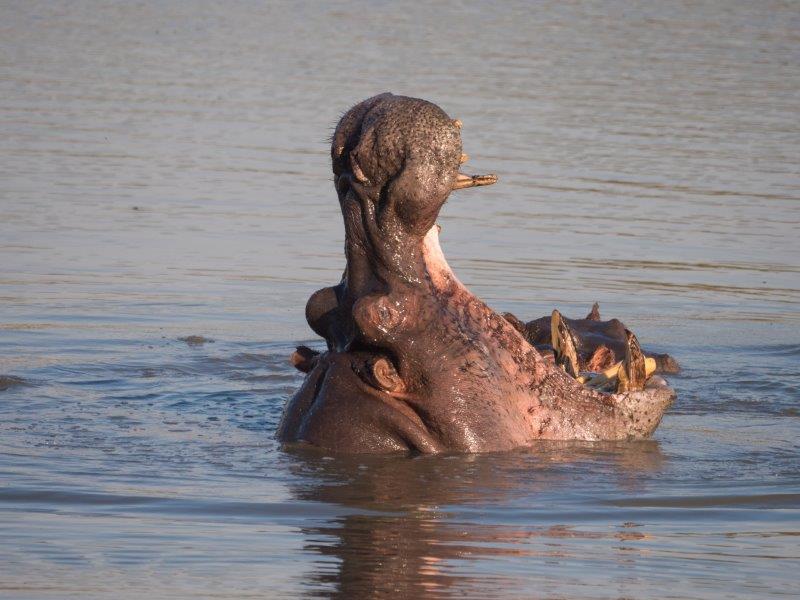 Hippo yawning in Timbavati Private Game Reserve