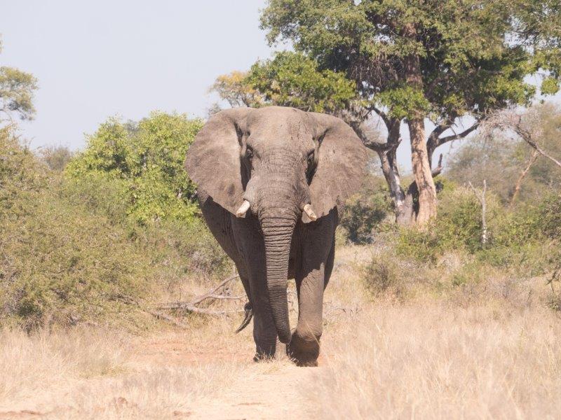 Timbavati Private Game Reserve