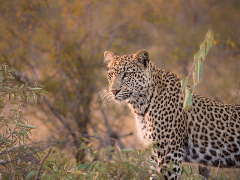 Leopard sitting in Timbavati Private Game Reserve