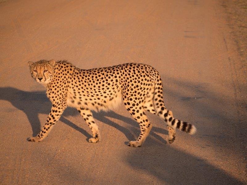 Cheetah walking in sun in Timbavati Private Game Reserve