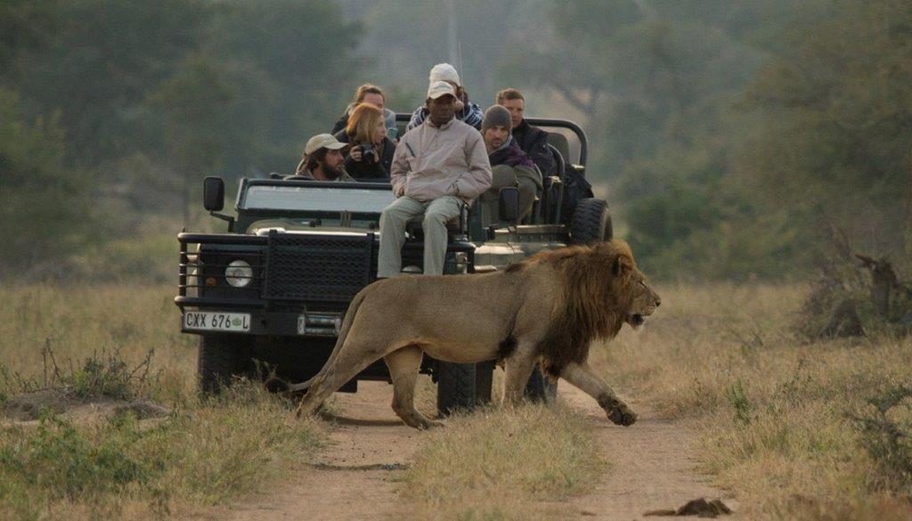 Lion walking in front of safari vehicle