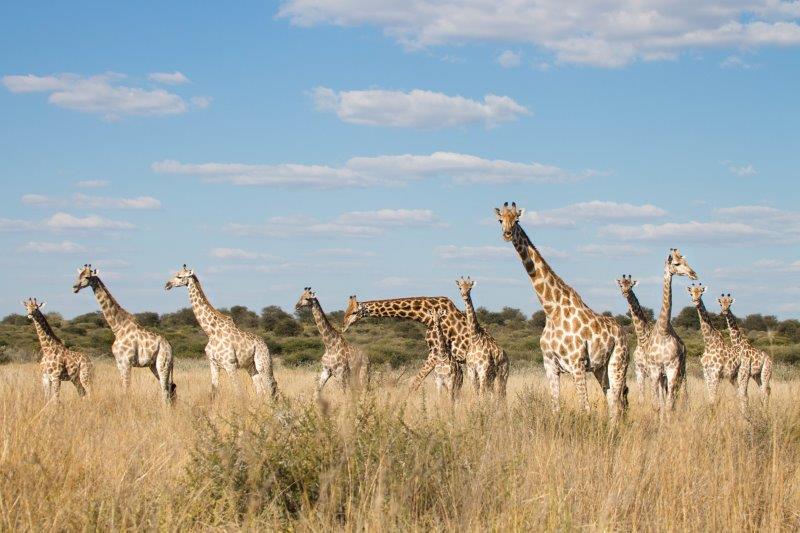 Bunch of giraffes.