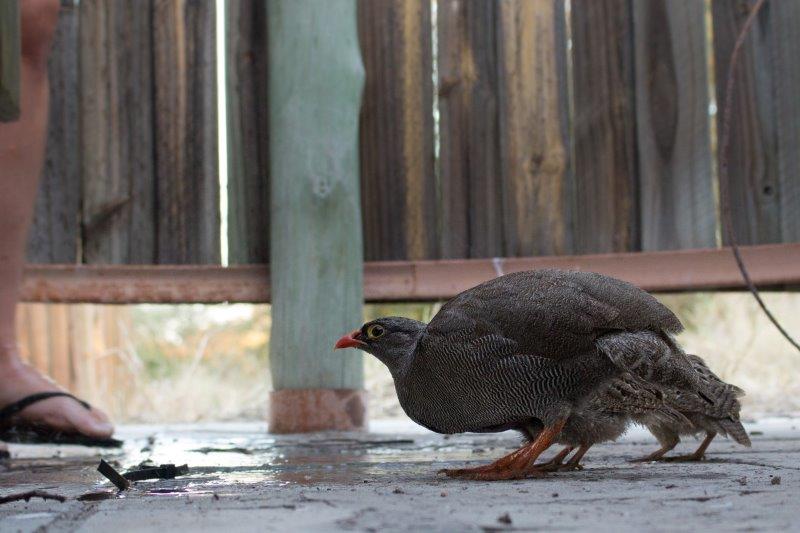 Spurfowl drinking