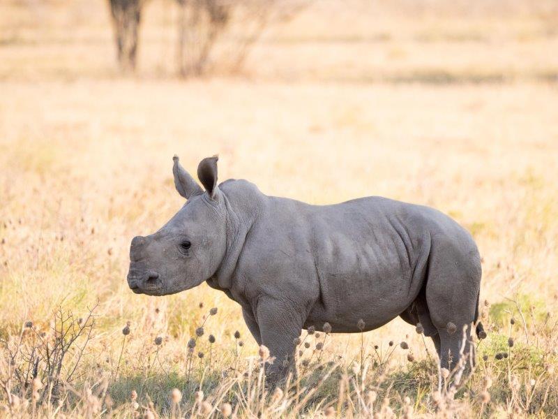 Baby rhino