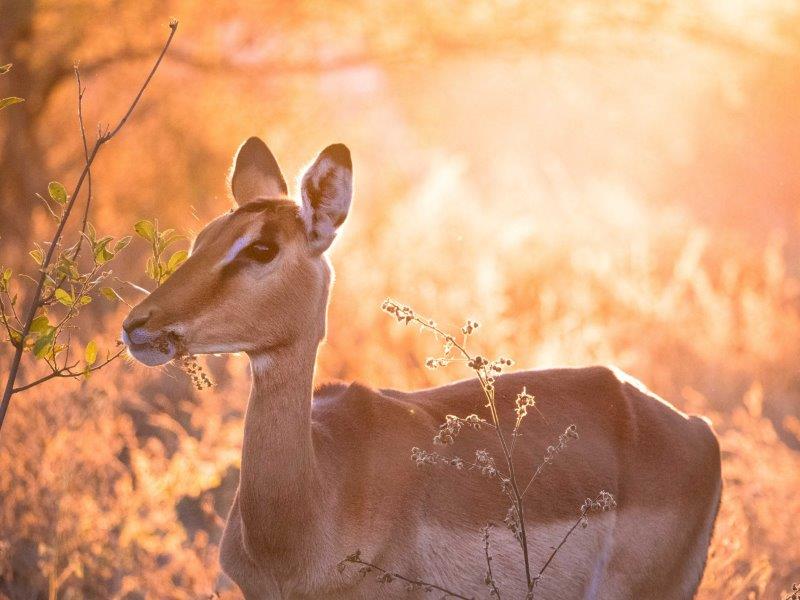 Impala in sunset light