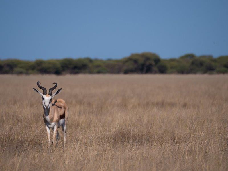 Springbok