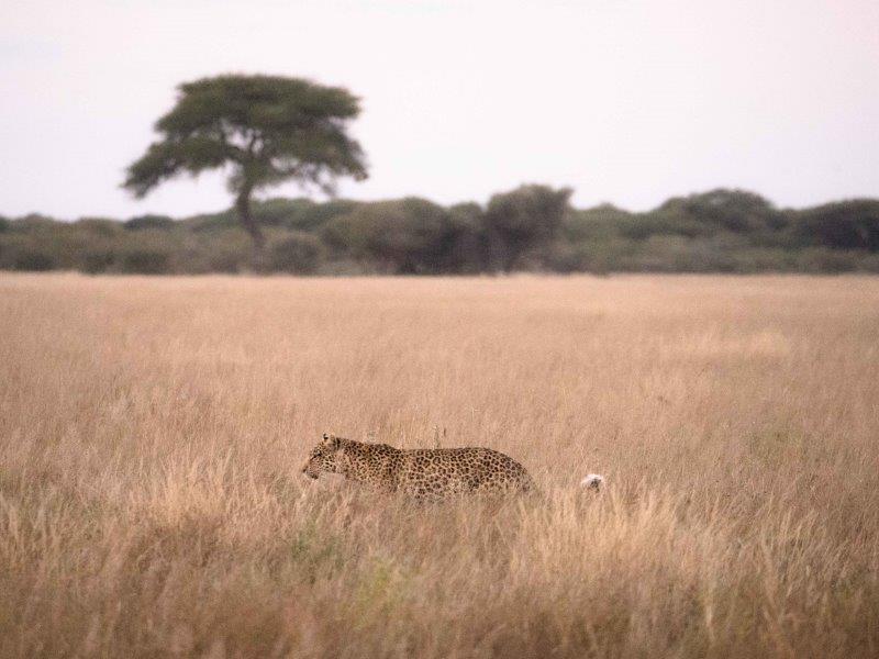 Leopard in long grass