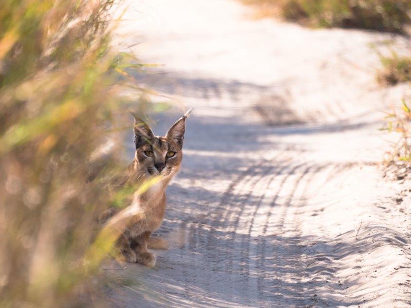 Caracal peeking behind grass