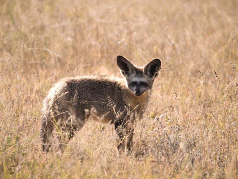 Bat-eared fox standing