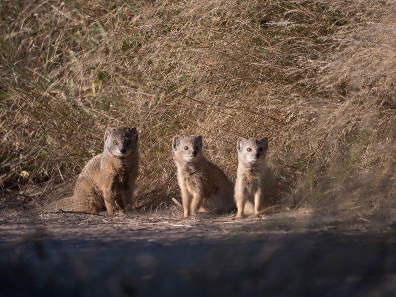 Mongoose family