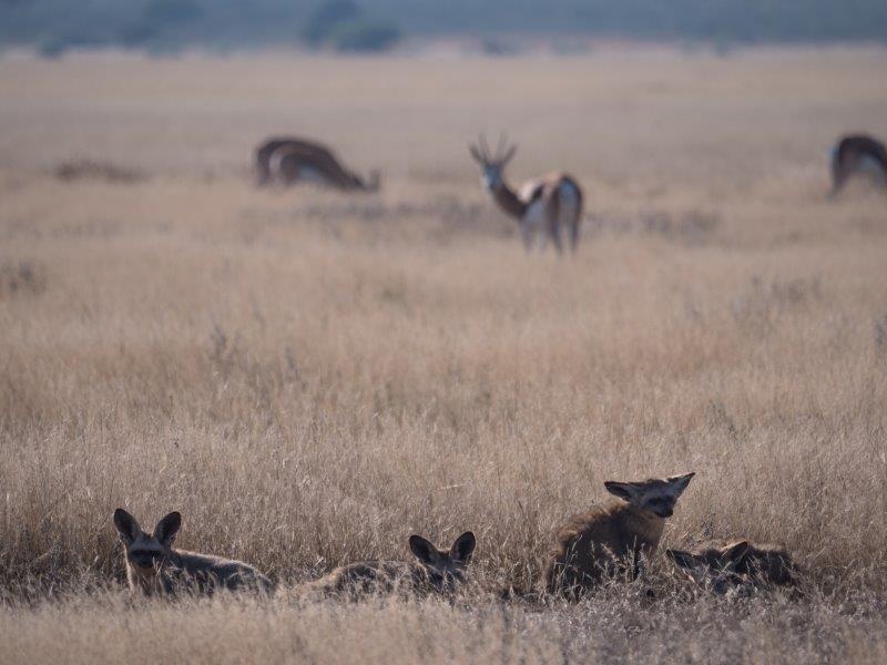 bat-eared foxes