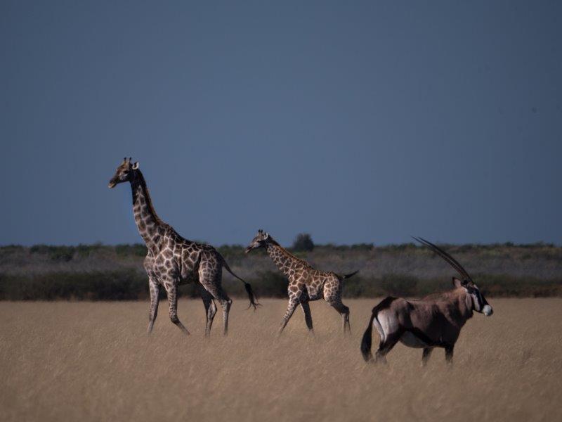 Giraffe and baby with oryx