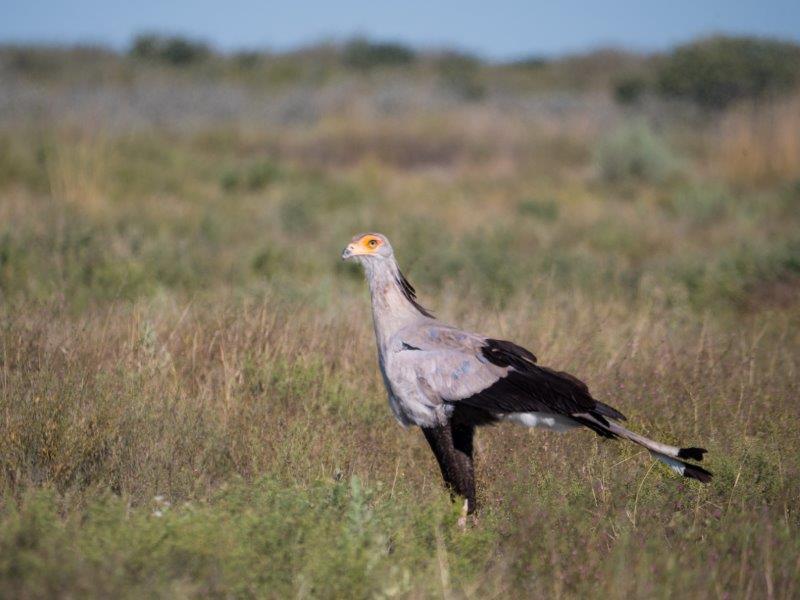 secretary bird