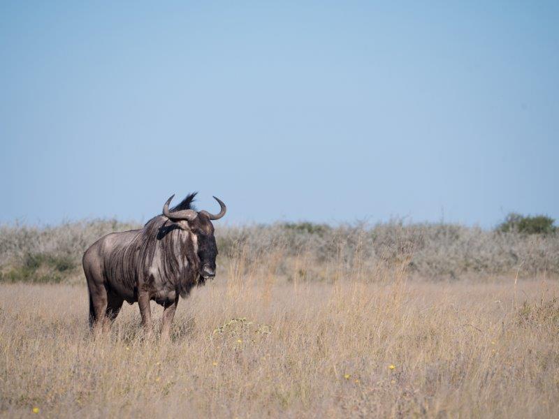 wildebeest