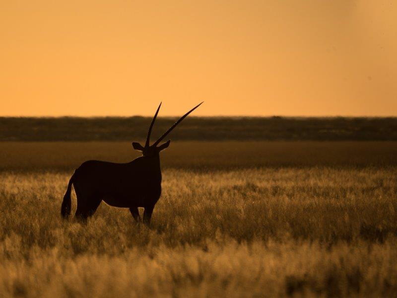 Gemsbok sunrise