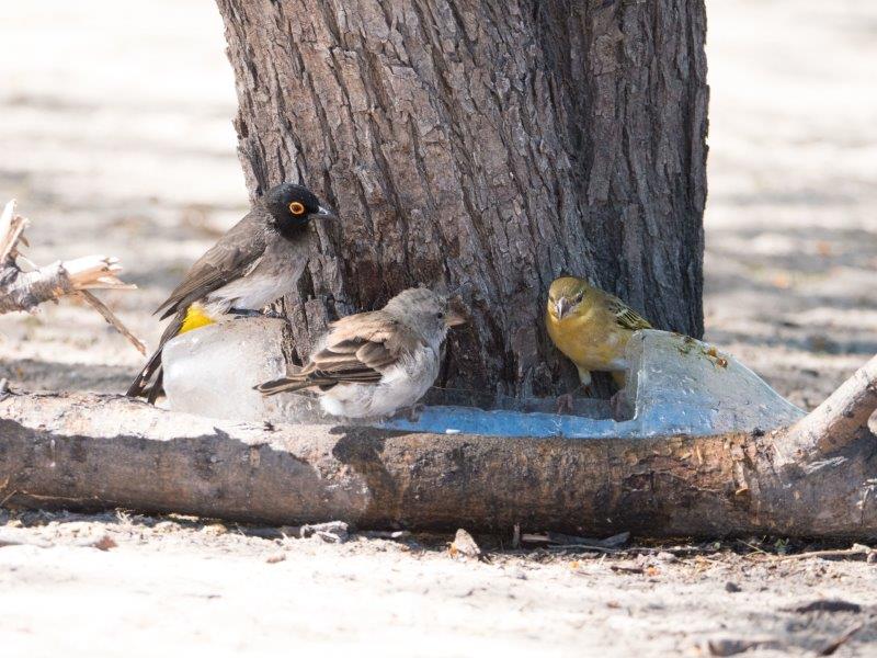 bird bath CKGR