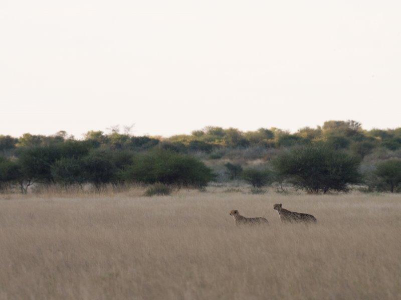 Cheetah stalking