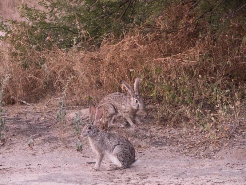 Scrub hares