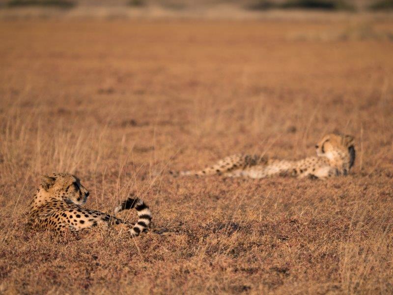 Cheetahs in the pan