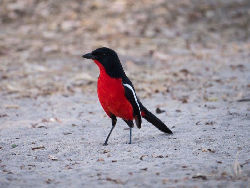 crimson breasted shrike