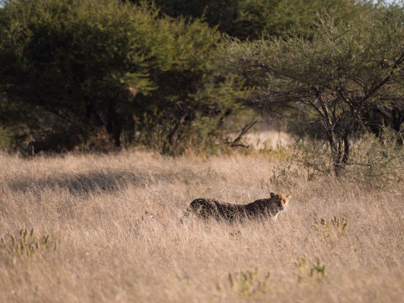 Leopard in grass