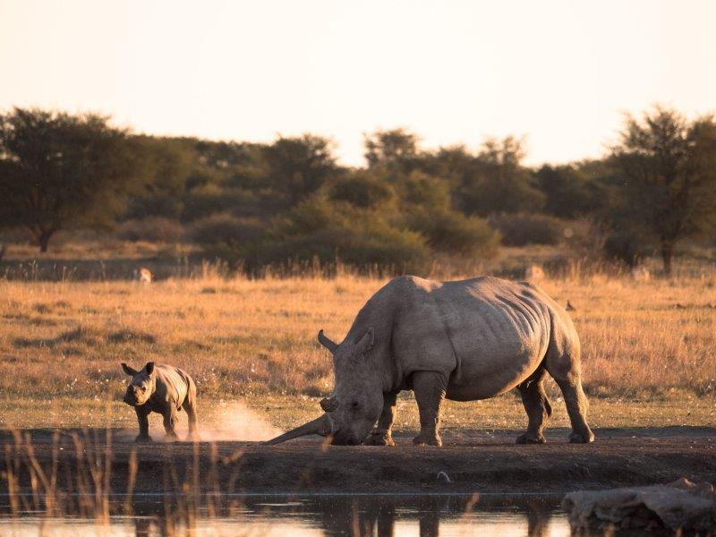 rhino mum and baby