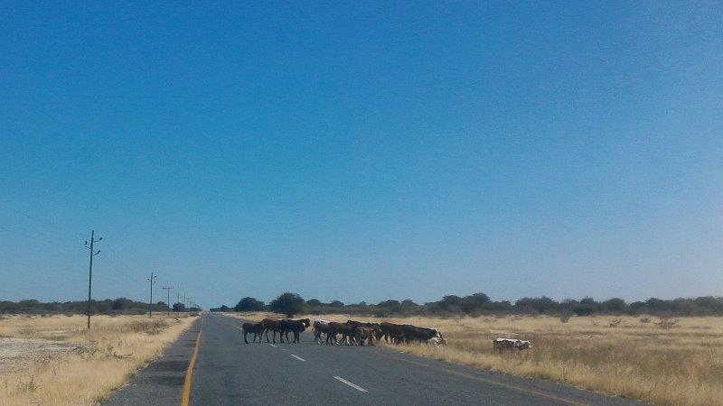 Cows on road Botswana