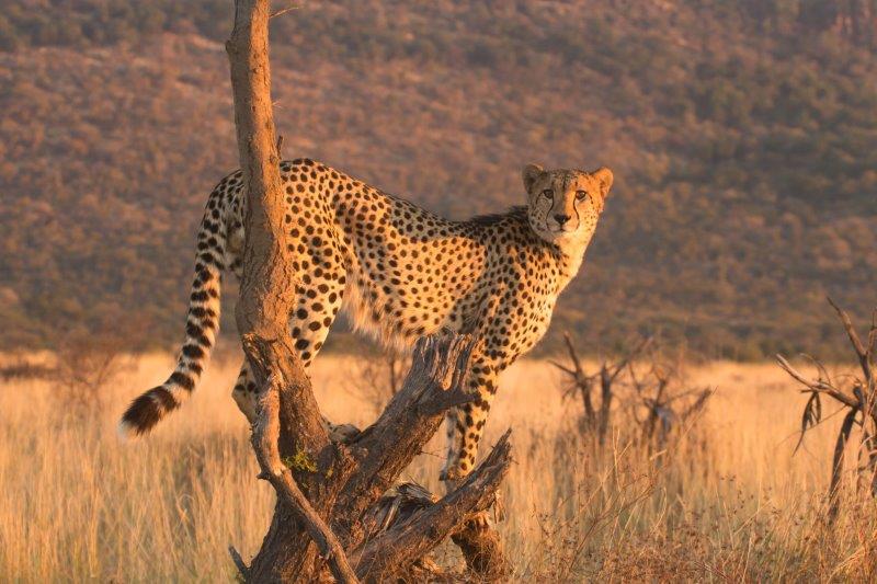 Cheetah on tree stump