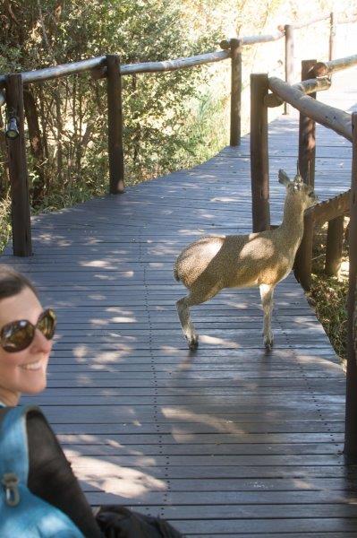 Selfie with klipspringer