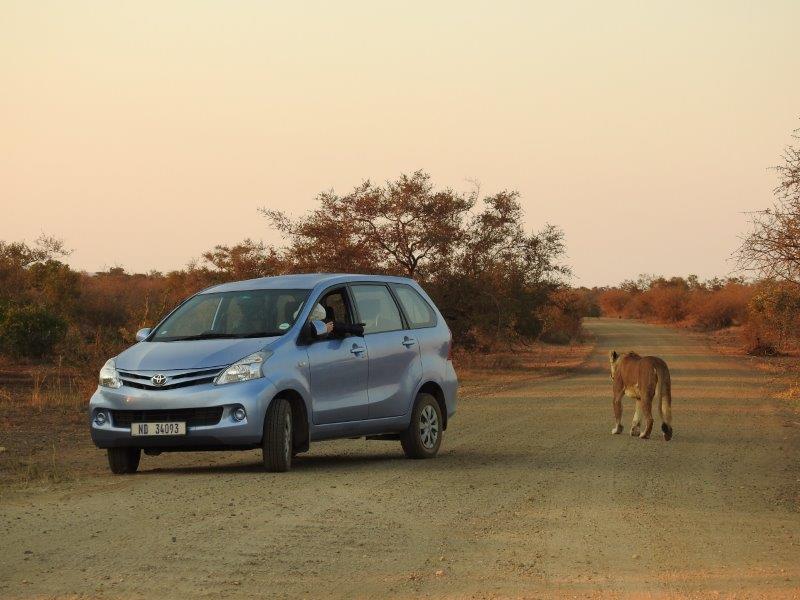 lioness walking next to car in Kruger