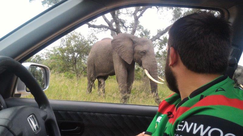 Elephant outside car window