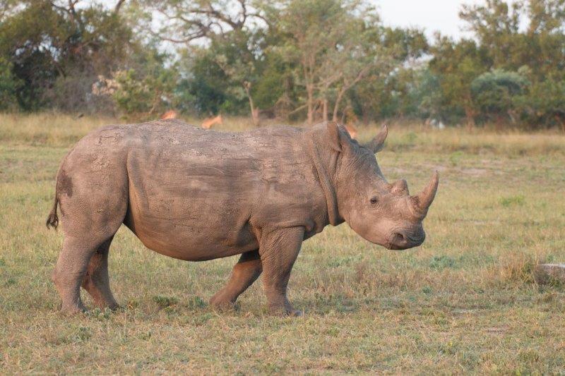 Rhino elephant plains