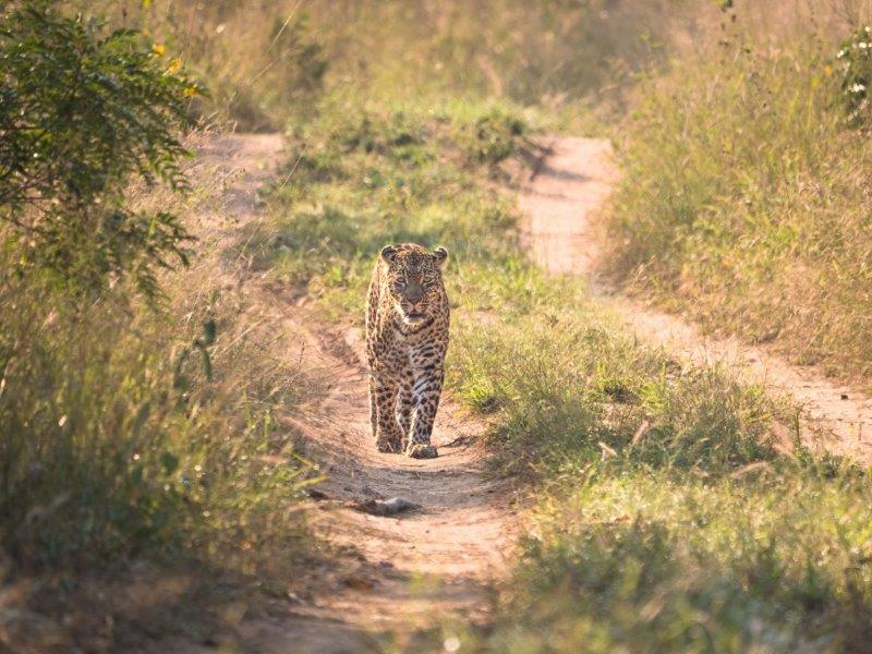 Leopard walking down track Sabi Sands