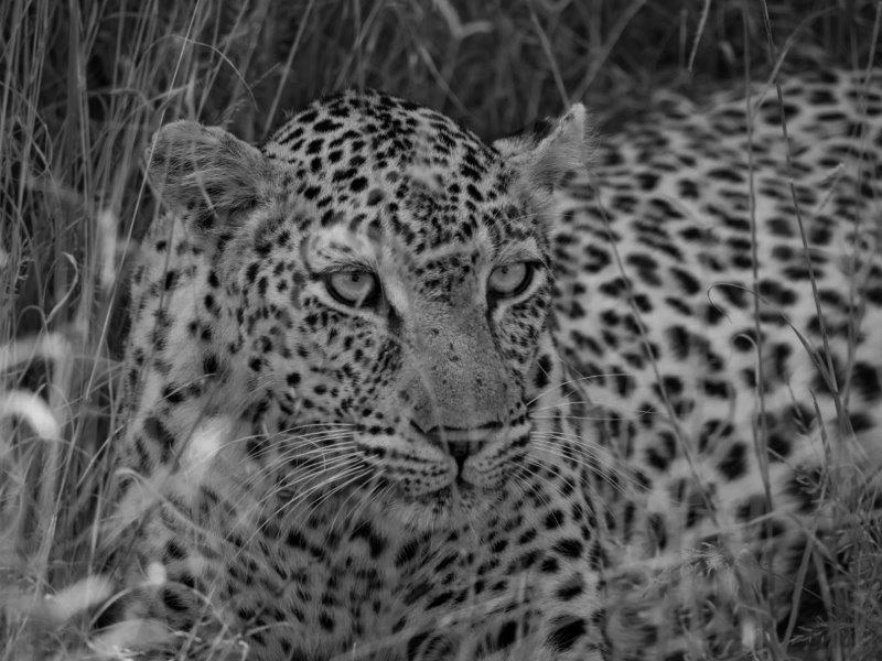 Salayexe leopard Elephant Plains