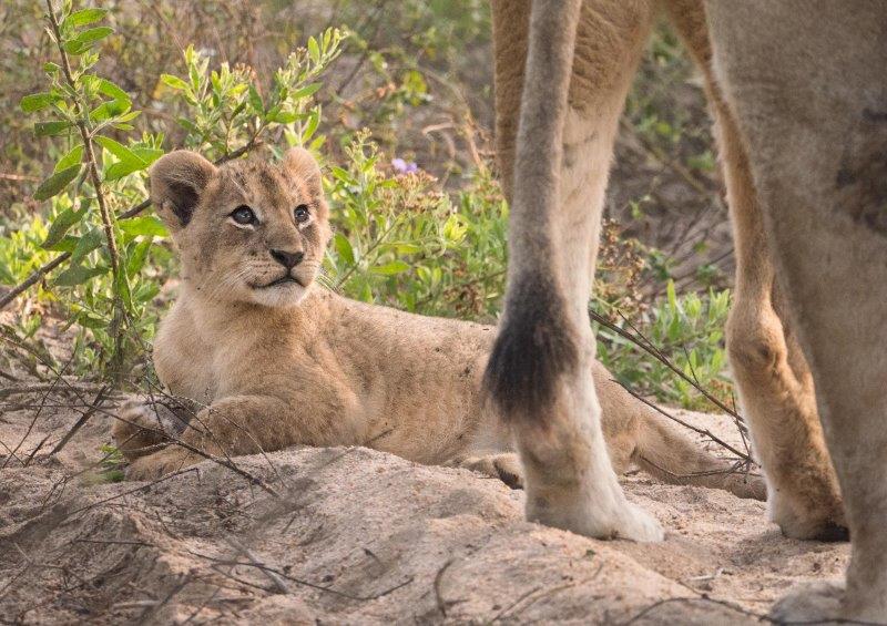 lion cub elephant plains