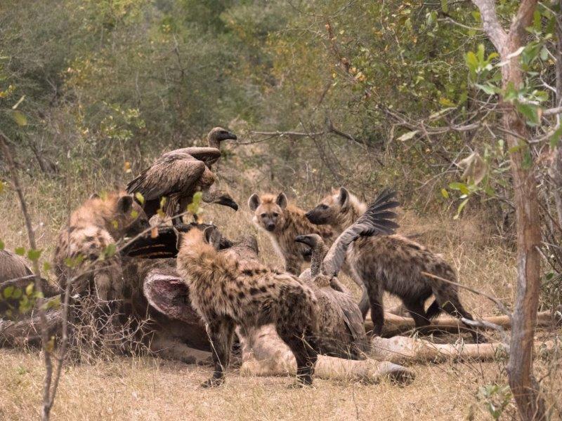 Hyenas and vultures on kill at Sabi Sands