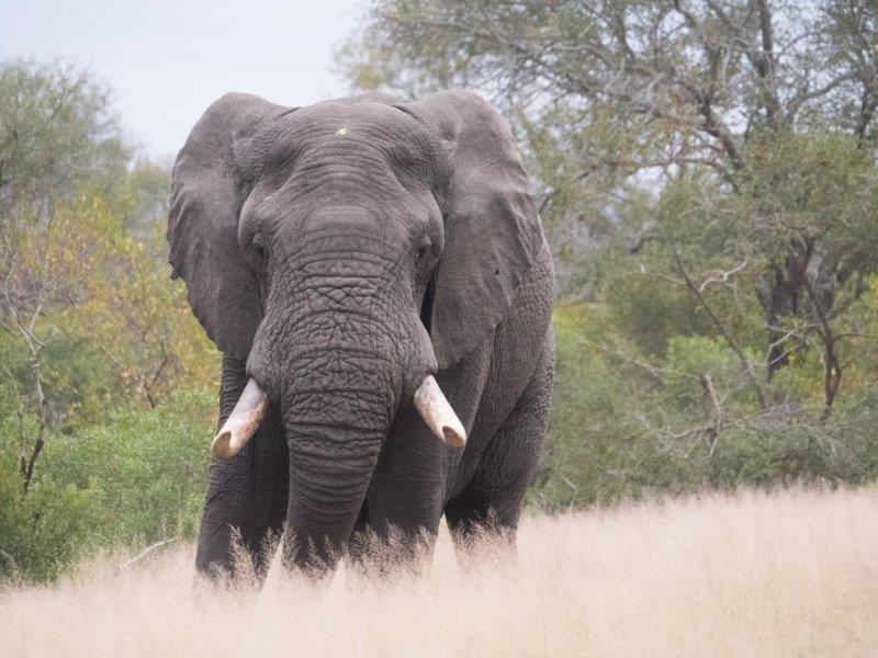 Elephant bull Sabi Sands