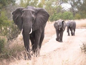 elephants at nottens