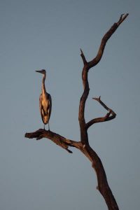 Grey heron in sunlight