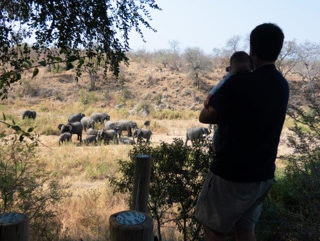 Elephants in riverbed Fitzpatrick's Lodge Kruger