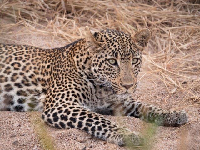 Leopard at Fitzpatrick's Jock Safari Lodge