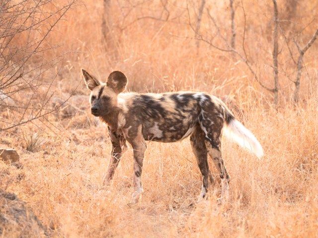 wild dog Kruger National Park 