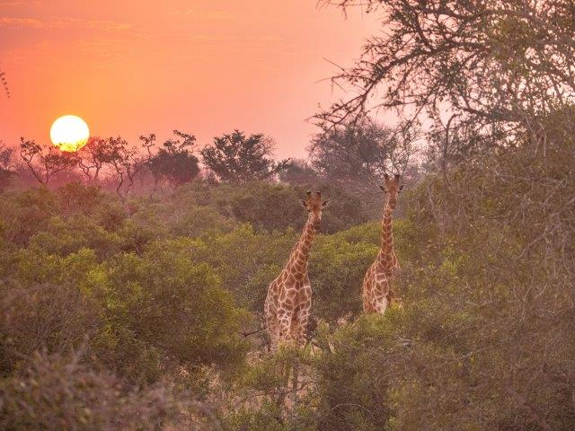 Giraffe sunset Fitzpatrick's at Jock Kruger