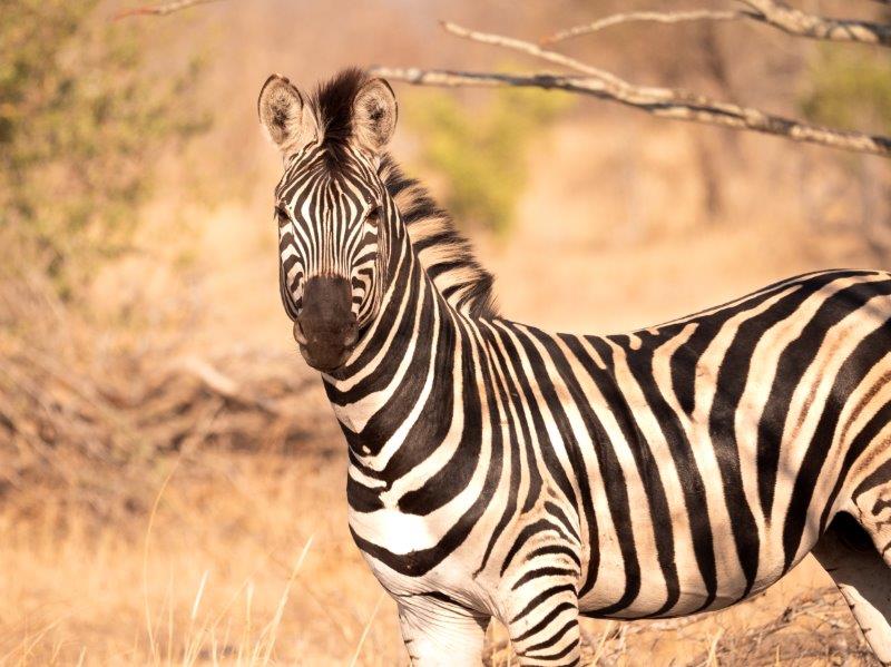 Zebra at Nkorho